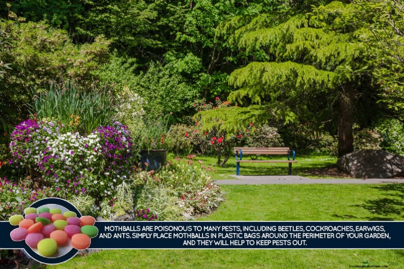 Mothballs in the Garden: Effectiveness & Safety Guide