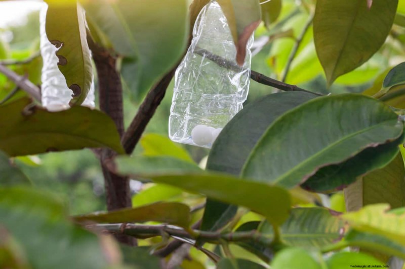 Mothballs in the Garden: Effectiveness & Safety Guide