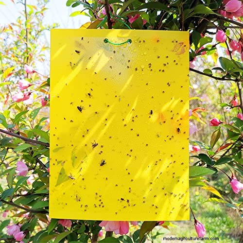 Mothballs in the Garden: Effectiveness & Safety Guide