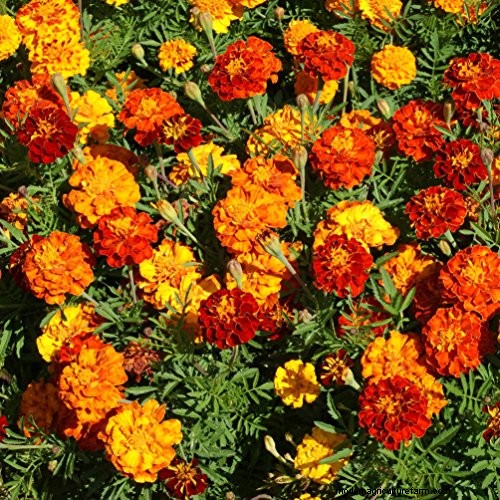 Mothballs in the Garden: Effectiveness & Safety Guide