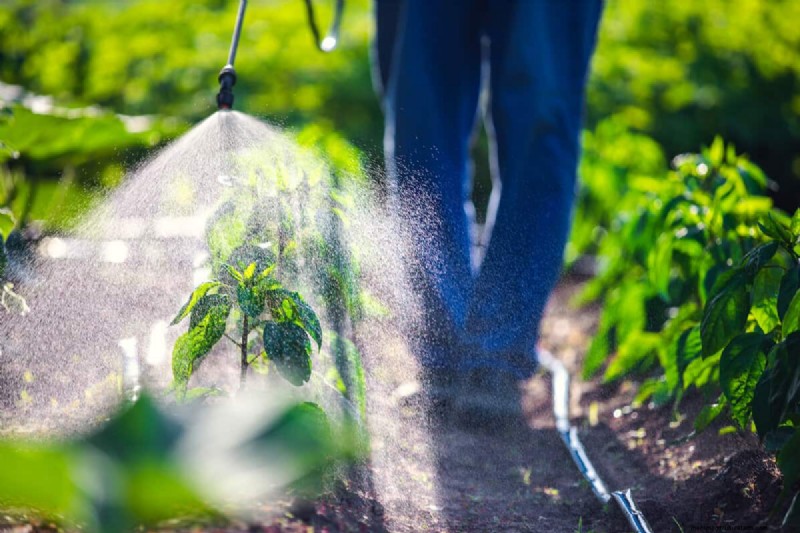 Mothballs in the Garden: Effectiveness & Safety Guide