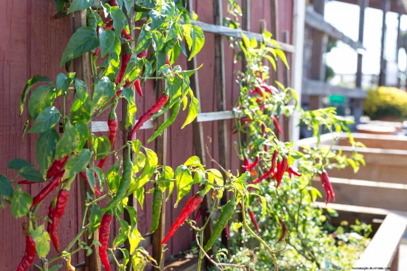 No-Drill Trellis Mounting: Easy Wall Attachment Methods