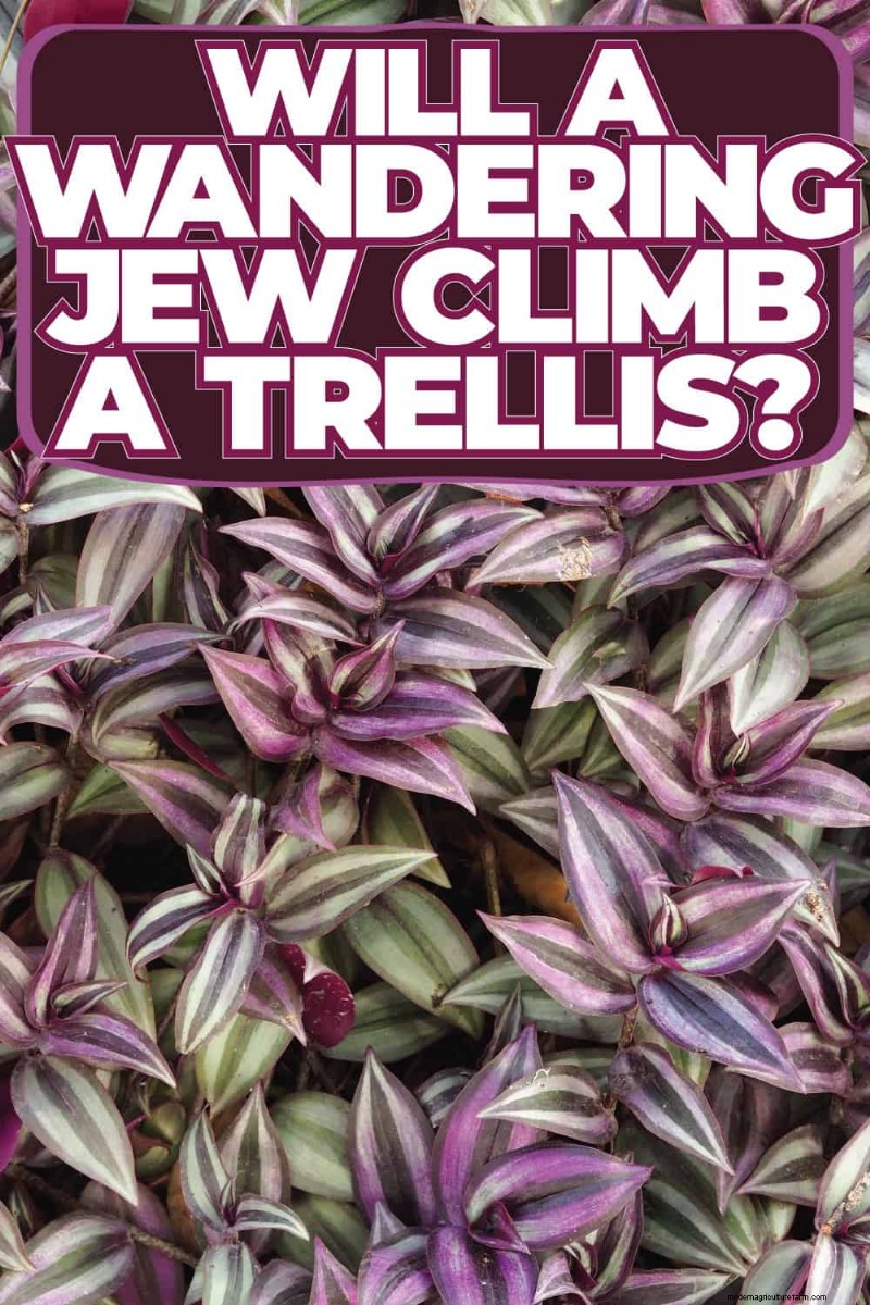 Can Wandering Jew Plants Climb a Trellis? | Gardening Know How