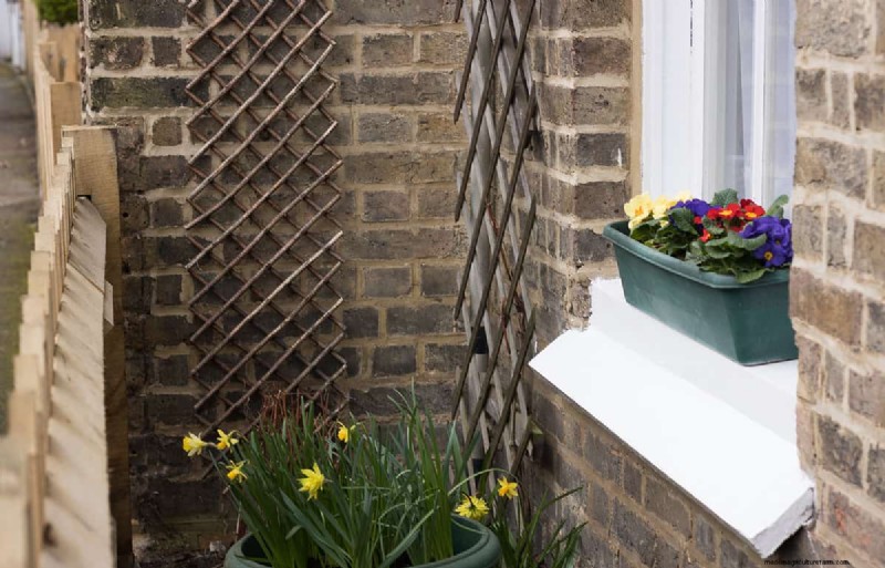Can Wandering Jew Plants Climb a Trellis? | Gardening Know How