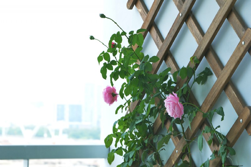 Can Wandering Jew Plants Climb a Trellis? | Gardening Know How