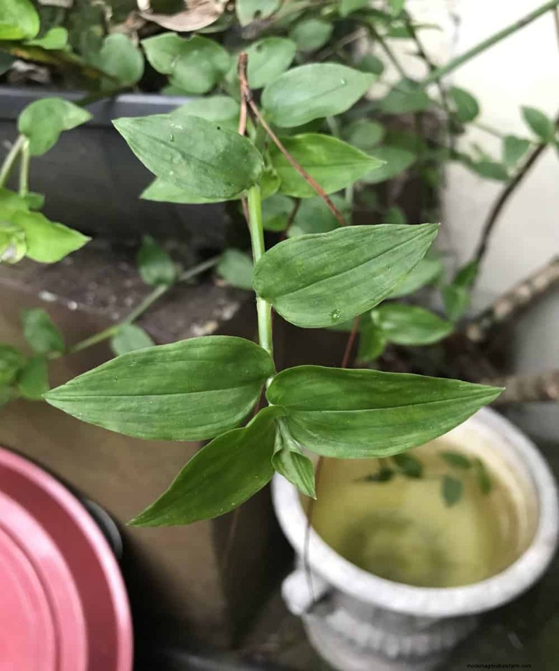 Can Wandering Jew Plants Climb a Trellis? | Gardening Know How