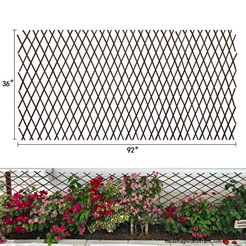 Can Wandering Jew Plants Climb a Trellis? | Gardening Know How
