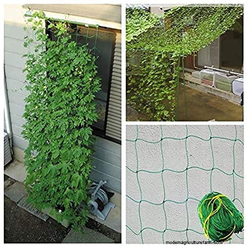 Can Wandering Jew Plants Climb a Trellis? | Gardening Know How