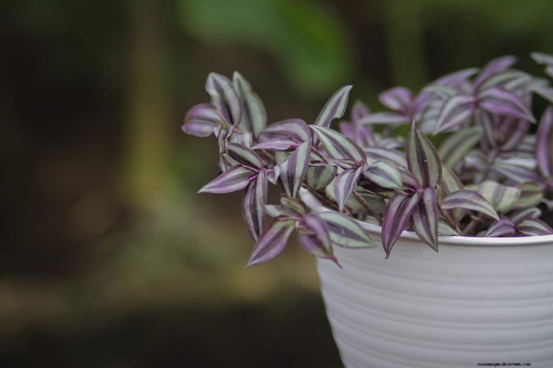 Can Wandering Jew Plants Climb a Trellis? | Gardening Know How