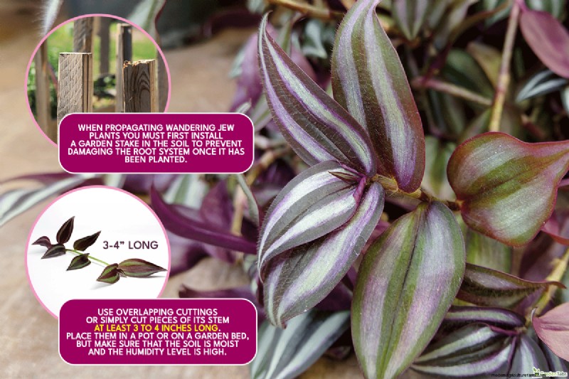 Can Wandering Jew Plants Climb a Trellis? | Gardening Know How