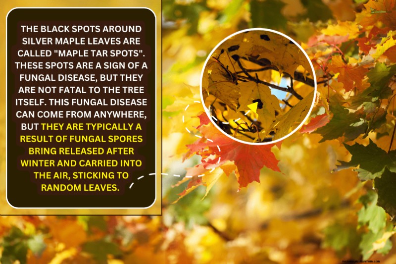 Silver Maple Leaf Spots: Causes, Prevention & Treatment
