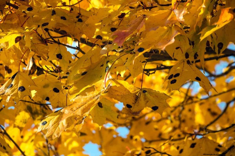 Silver Maple Leaf Spots: Causes, Prevention & Treatment