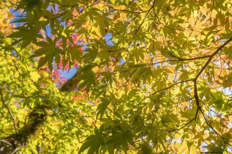 Silver Maple Leaf Spots: Causes, Prevention & Treatment