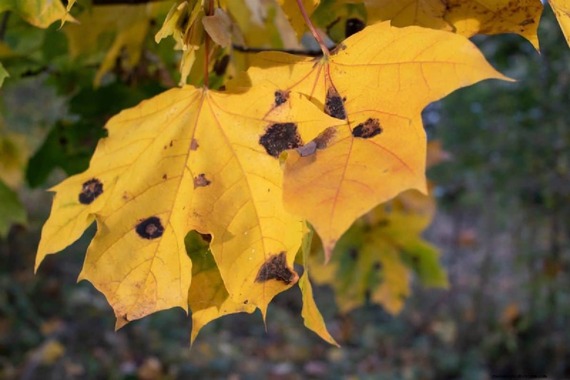 Silver Maple Leaf Spots: Causes, Prevention & Treatment