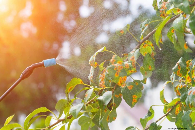 Silver Maple Leaf Spots: Causes, Prevention & Treatment