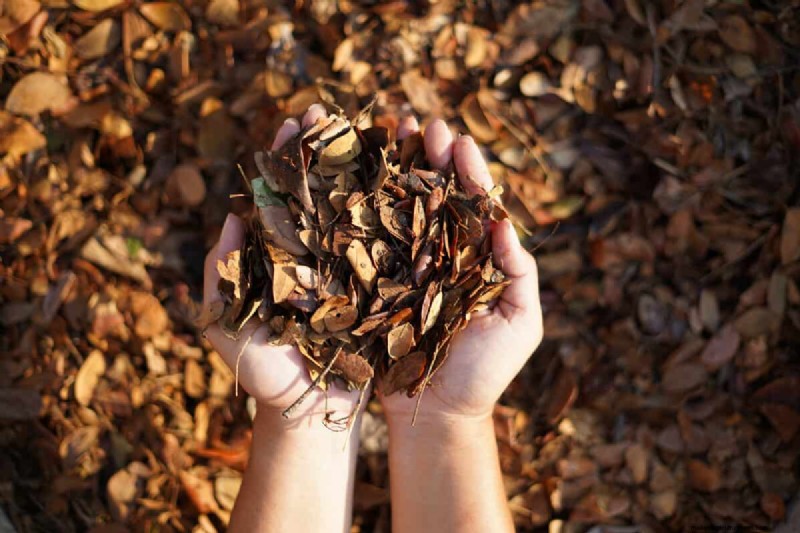 Mulch Bed Creation: A Step-by-Step Guide for Healthy Plants