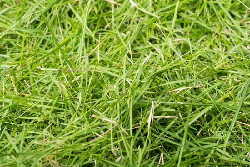 Mulch Bed Creation: A Step-by-Step Guide for Healthy Plants