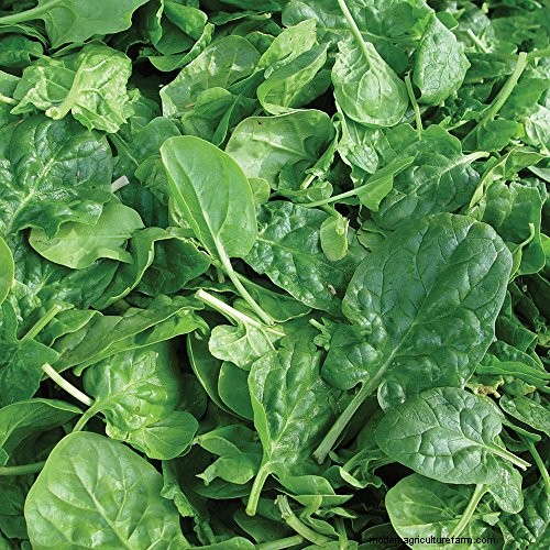 Cold Frame Ventilation: Should It Be Airtight?