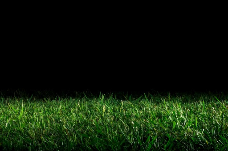 Roundup Application: Best Time of Day for Weed Control