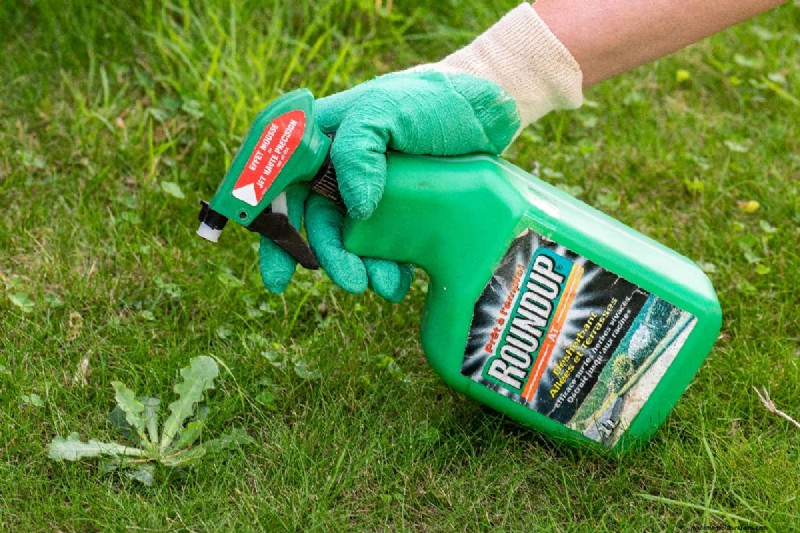 Roundup Application: Best Time of Day for Weed Control