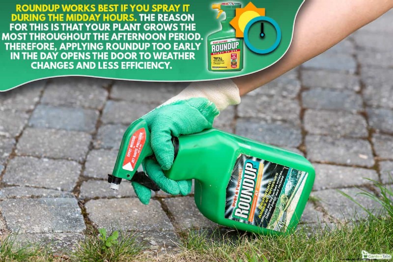 Roundup Application: Best Time of Day for Weed Control