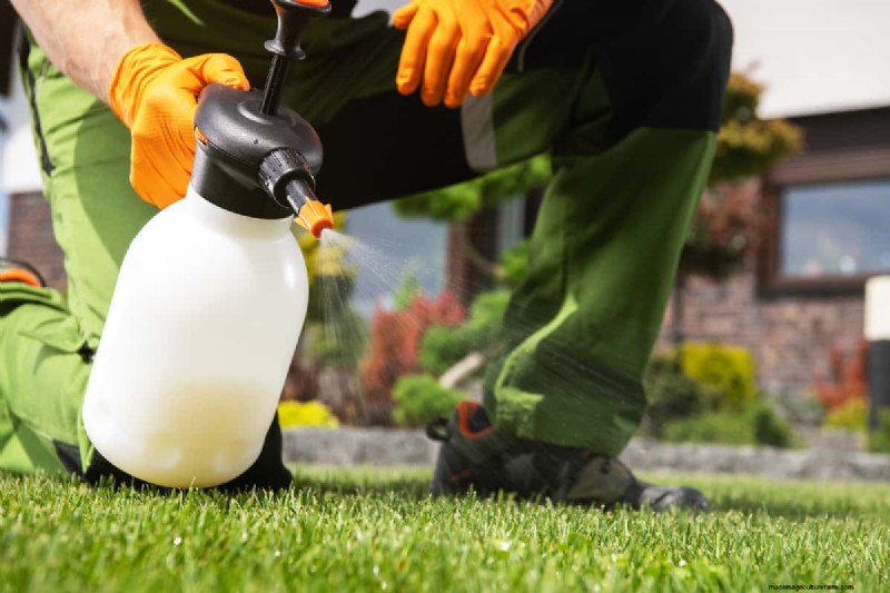 Roundup Application: Best Time of Day for Weed Control