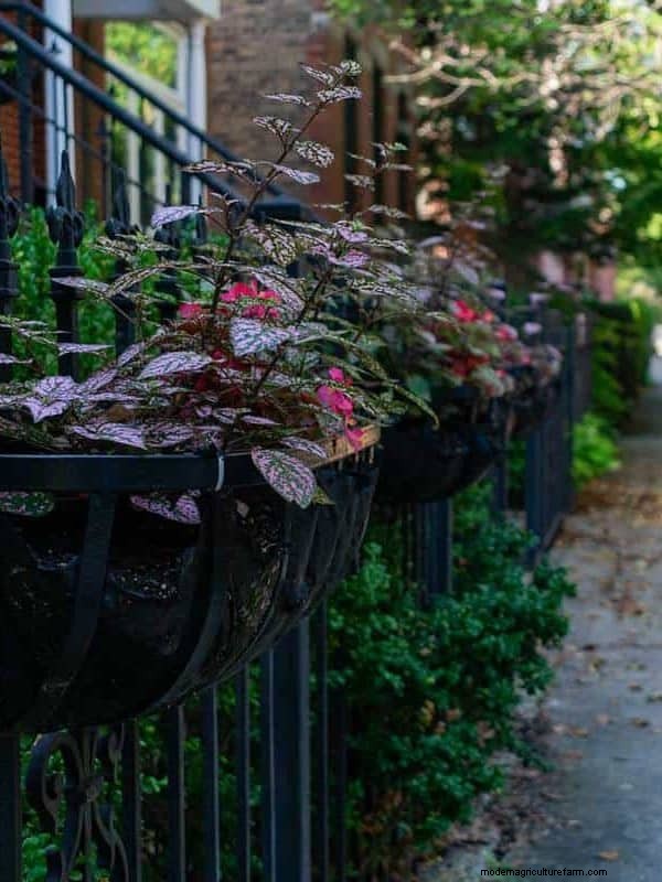 Fence Planter Ideas: Creative Garden Displays & Space-Saving Designs
