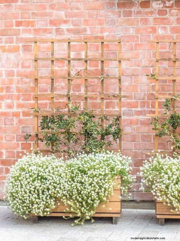 Fence Planter Ideas: Creative Garden Displays & Space-Saving Designs