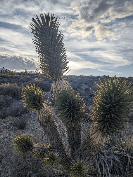 Southwest Homesteading: Native Plants & Animals for a Thriving Homestead