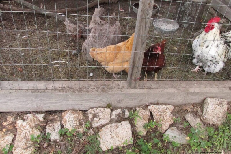 Wood Ash Uses for Homesteading: 7+ Proven Applications