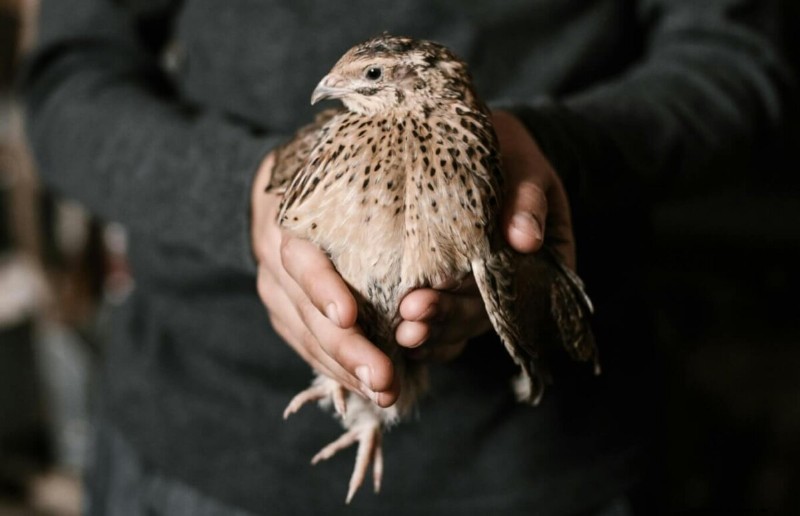 Quail vs. Chickens: Advantages & Benefits of Raising Quail
