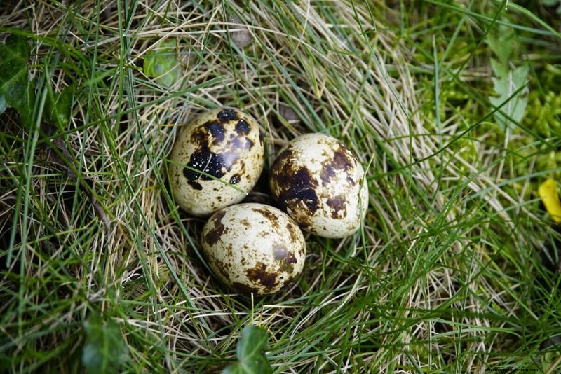 Quail vs. Chickens: Advantages & Benefits of Raising Quail