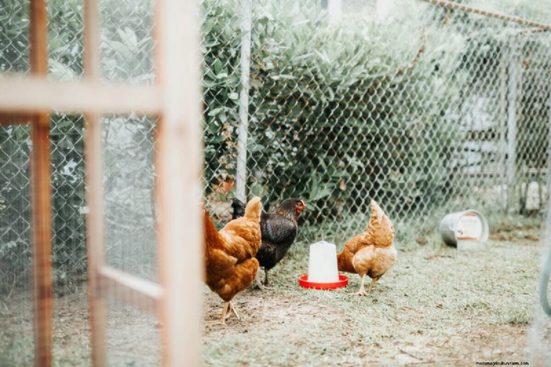 Quail vs. Chickens: Advantages & Benefits of Raising Quail