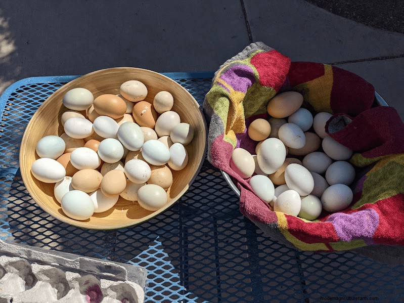 Choosing Ethical Eggs: A Comprehensive Guide to Egg Types & Sourcing