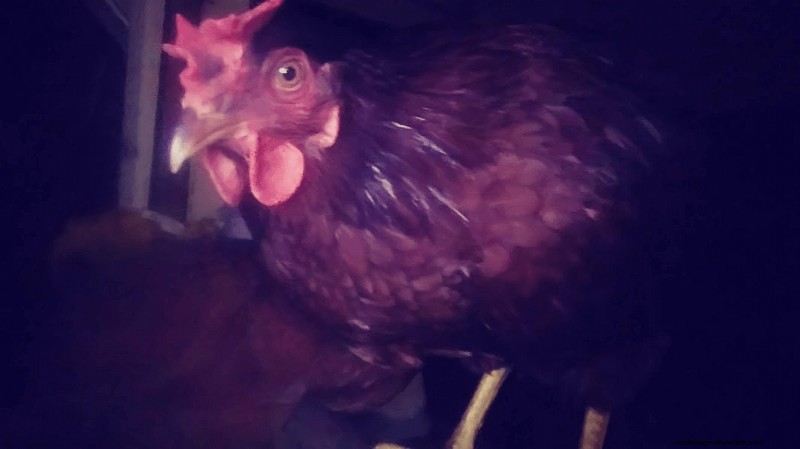 Choosing Ethical Eggs: A Comprehensive Guide to Egg Types & Sourcing