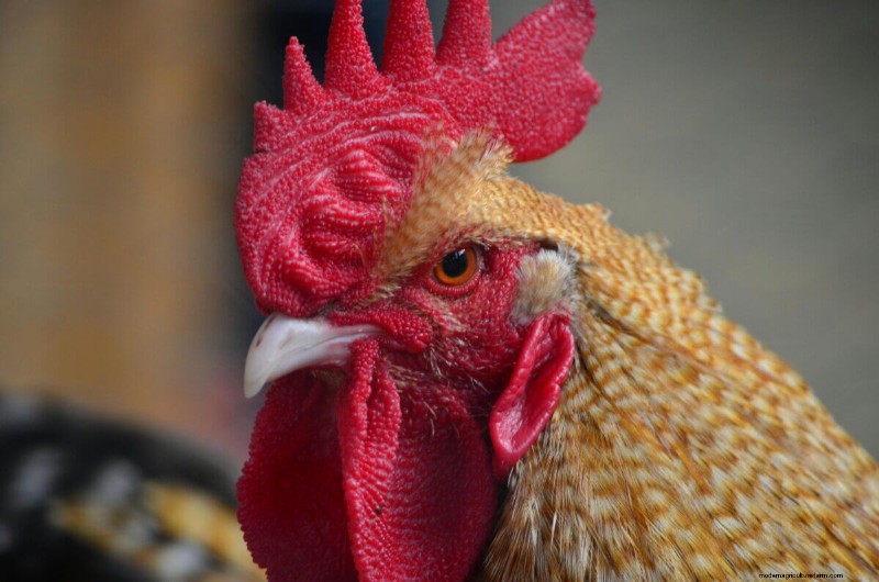 Choosing Ethical Eggs: A Comprehensive Guide to Egg Types & Sourcing