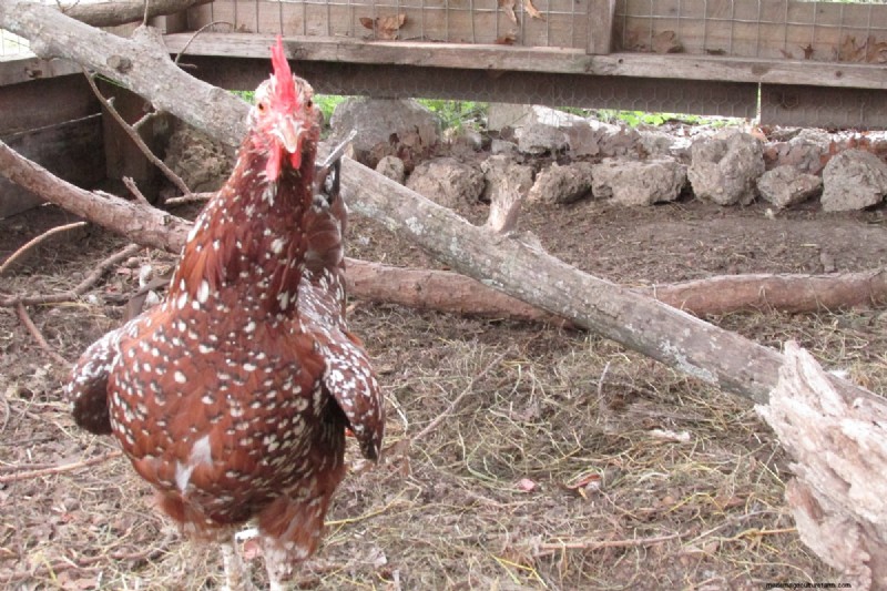 Preventing Egg-Eating: Solutions for Chicken Egg Loss