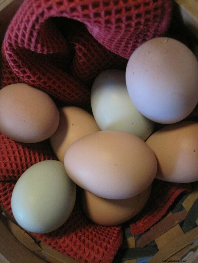 Preventing Egg-Eating: Solutions for Chicken Egg Loss