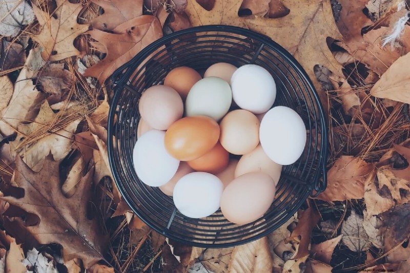Preventing Egg-Eating: Solutions for Chicken Egg Loss