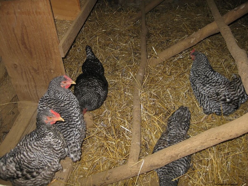 Preventing Egg-Eating: Solutions for Chicken Egg Loss