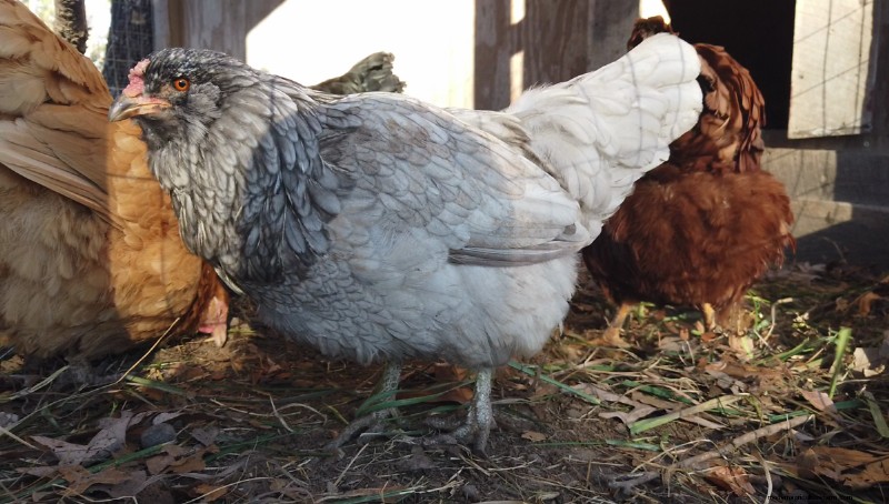 Beginner s Guide to Raising Chickens: 5 Essential Answers