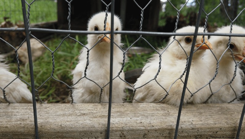 Beginner s Guide to Raising Chickens: 5 Essential Answers
