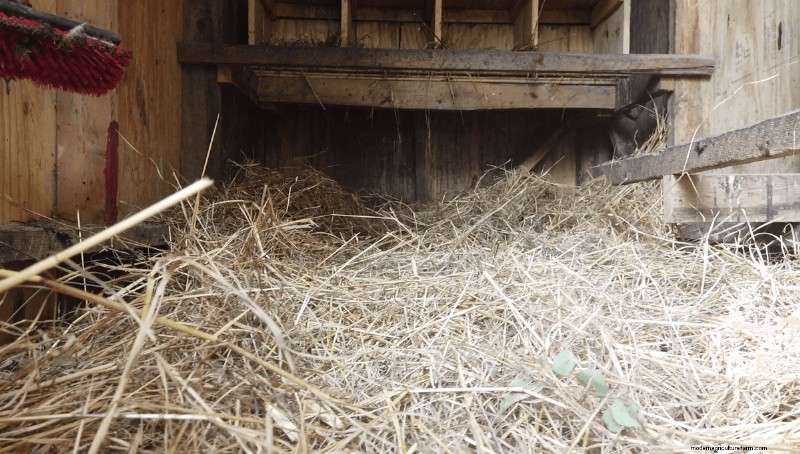 Beginner s Guide to Raising Chickens: 5 Essential Answers