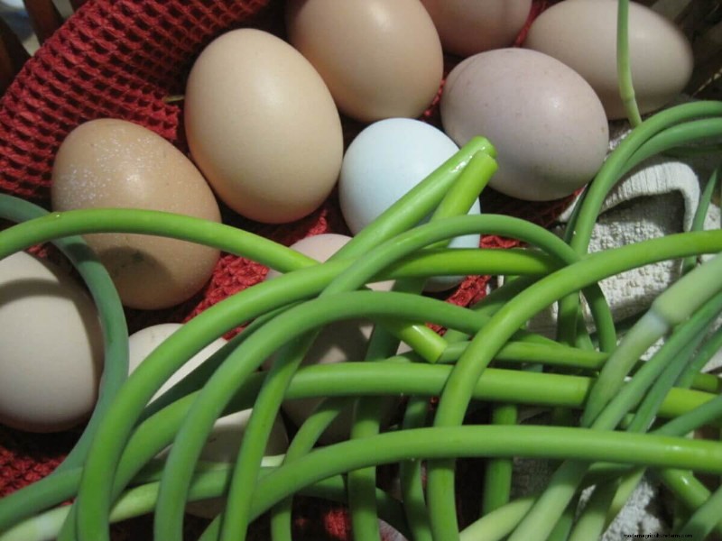Beginner s Guide to Raising Chickens: 5 Essential Answers