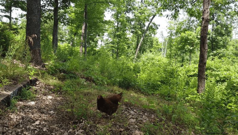 Beginner s Guide to Raising Chickens: 5 Essential Answers