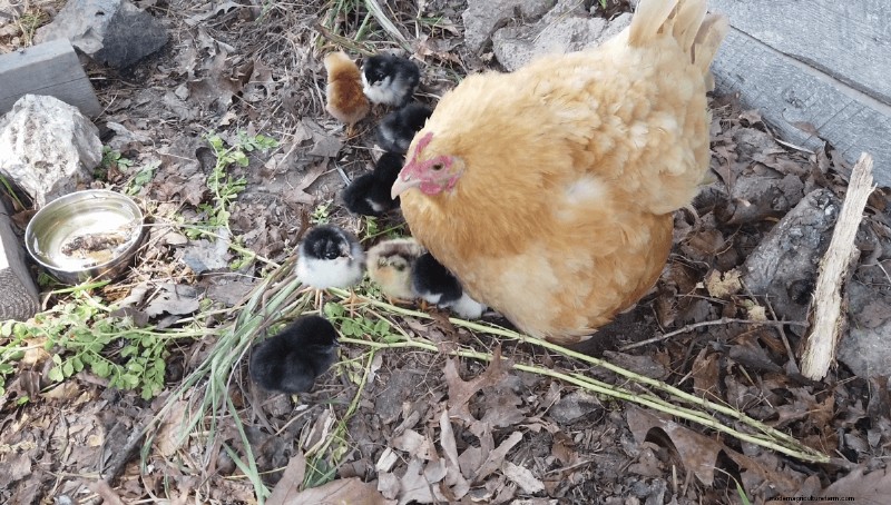 Beginner s Guide to Raising Chickens: 5 Essential Answers