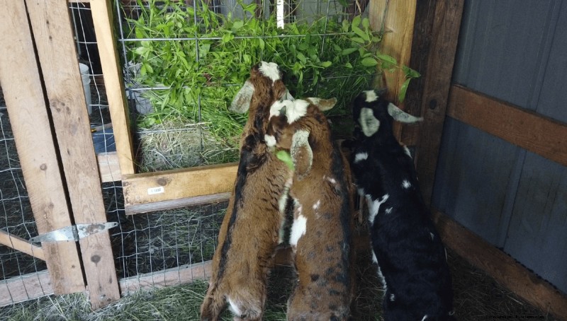 Goat Care 101: Expert Answers to Common Beginner Questions
