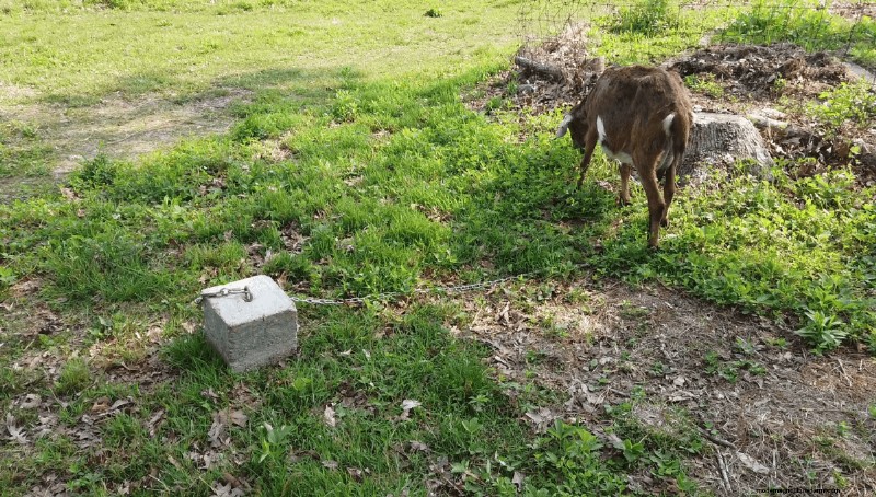 Goat Care 101: Expert Answers to Common Beginner Questions