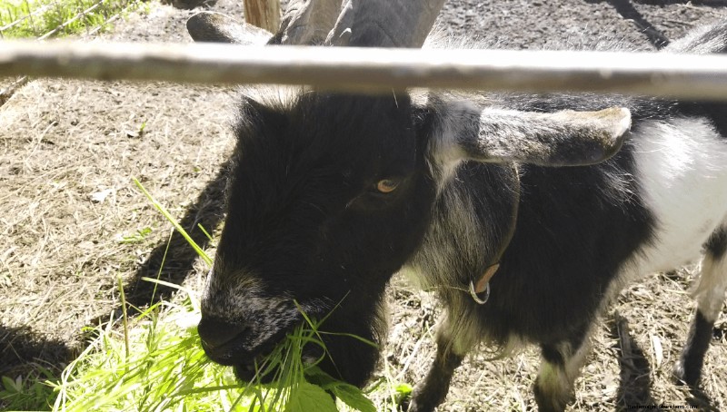 Goat Care 101: Expert Answers to Common Beginner Questions