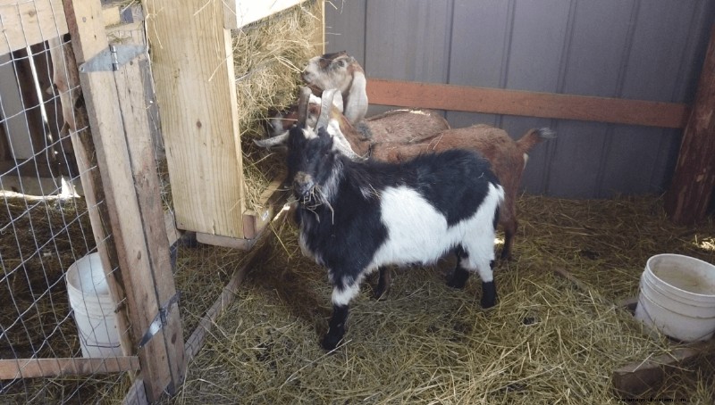 Goat Care 101: Expert Answers to Common Beginner Questions